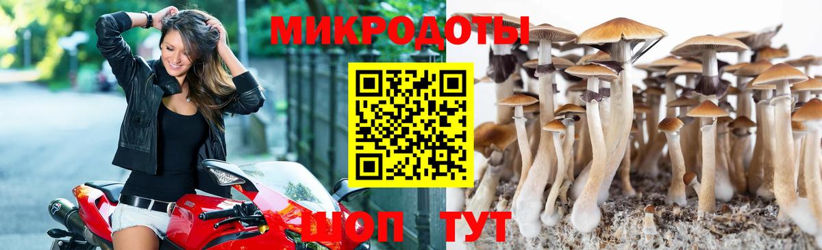 Псилоцибиновые грибы Psilocybine cubensis Димитровград